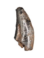 Nanotyrannus Tooth
