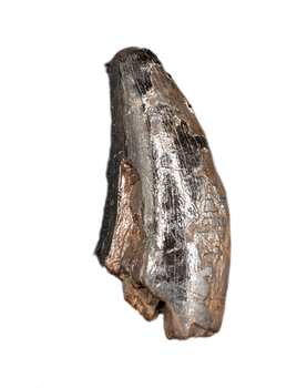 Nanotyrannus Tooth