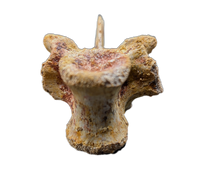 Theropod Dinosaur Vertebra, Kem Kem
