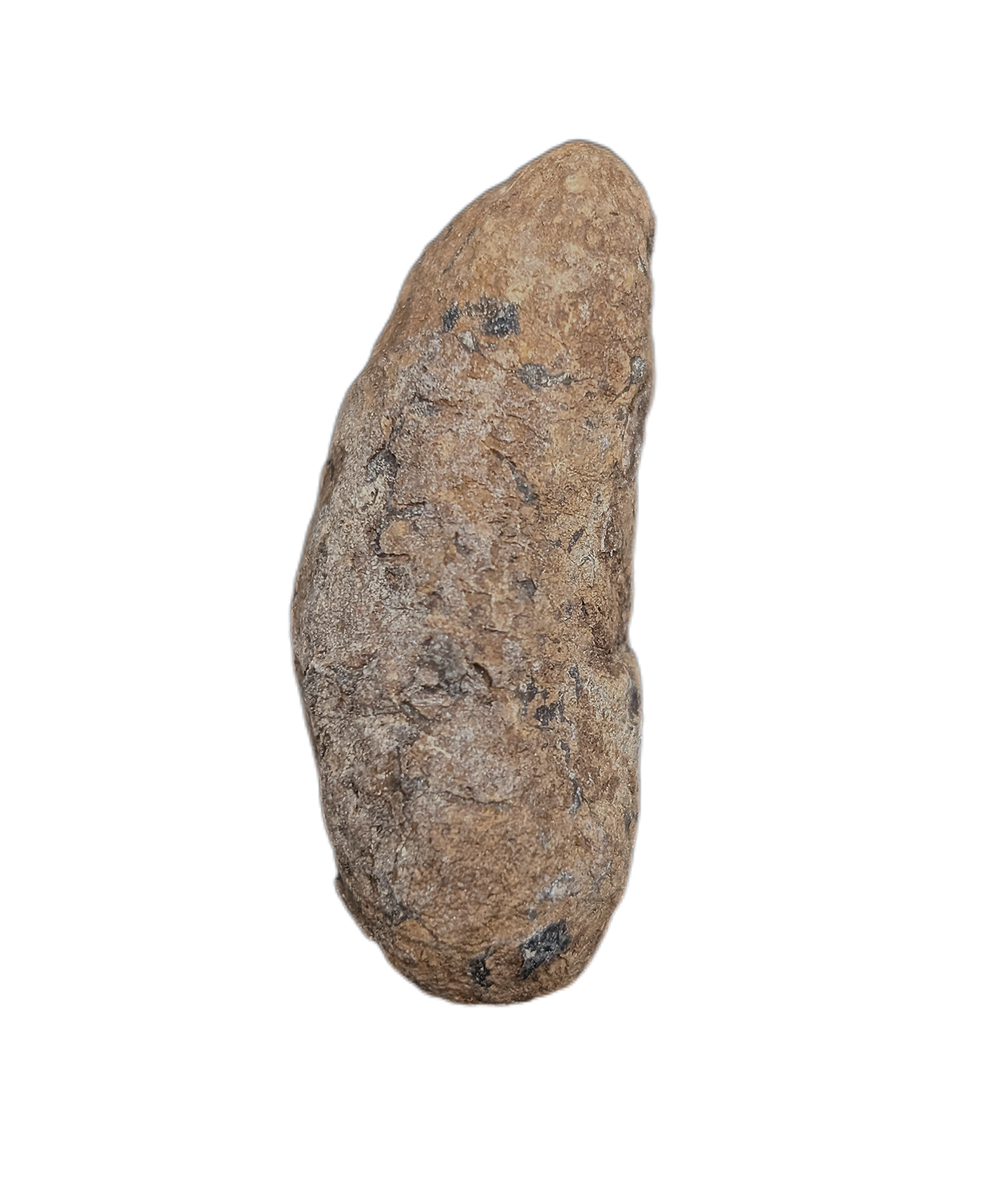 Coprolite, Cloverly Formation| The Daily Rex