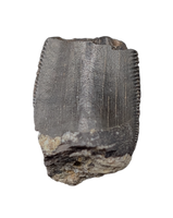 Tyrannosaur Tooth, Two Medicine Formation