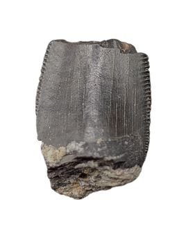Tyrannosaur Tooth, Two Medicine Formation