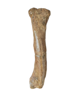 Thescelosaurus Femur