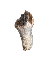 Rooted Leptoceratops Tooth
