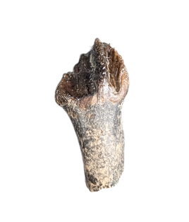 Rooted Leptoceratops Tooth
