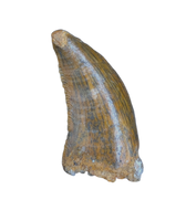 Deltadromeus(?) Tooth, Kem Kem, Morocco