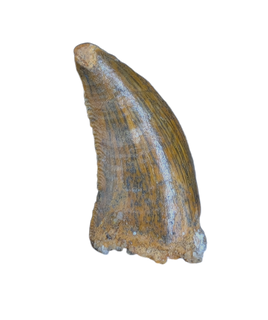 Deltadromeus(?) Tooth, Kem Kem, Morocco