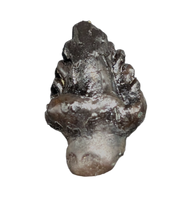 Ankylosaurus Tooth