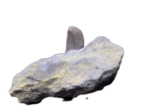 Allosaurus Tooth,  Morrison Formation