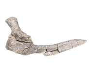 Phytosaur Rib
