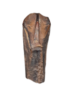 Rooted Hadrosauridae Tooth, Aguja Formation, Texas