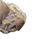 Allosaurus Tooth with Crocodile Tooth,  Morrison Formation