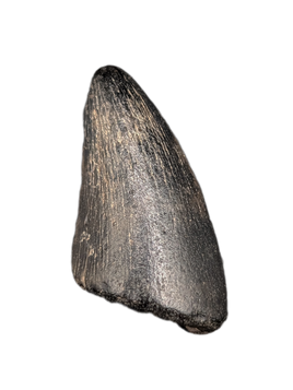 Neovenator Tooth, England, Early Cretaceous