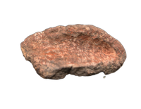 Spicomellus (Ankylosaur) Scute, El Mers Formation