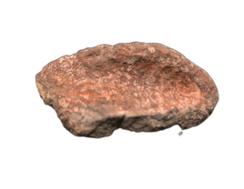 Spicomellus (Ankylosaur) Scute, El Mers Formation