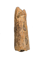 Spinosaurus or Crocodile Jaw Section, Kem Kem
