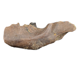 Mammal Jaw (Mandible), Hell Creek Formation
