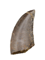 Ceratosaurid Tooth from the Mid Jurassic, Madagascar