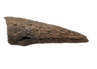 Basilemys sp. (Turtle) Claw, Hell Creek Formation