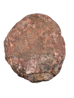 Spicomellus (Ankylosaur) Scute, El Mers Formation