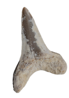 Cretoxyrhina Tooth, From the Kansas Chalk