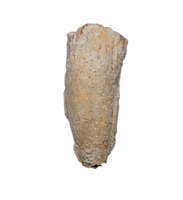 Turtle Claw