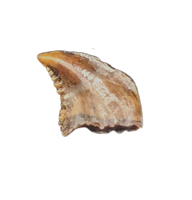 Odd Raptor (Troodon?) Tooth from the Hell Creek Formation