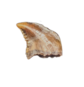 Odd Raptor (Troodon?) Tooth from the Hell Creek Formation