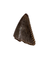 Saurornitholestes (Raptor) Tooth, Judith River Formation