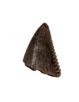 Saurornitholestes (Raptor) Tooth, Judith River Formation