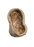 Cave Bear Tooth