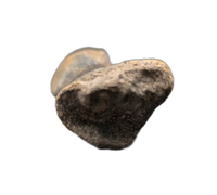 Hypacrosaurus Metatarsal, Two Medicine Formation
