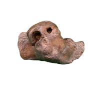 Dolphin (Kentrodontidae) Ear Bone, Calvert Formation, 15-27 Million Years Old