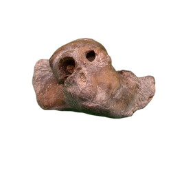 Dolphin (Kentrodontidae) Ear Bone, Calvert Formation, 15-27 Million Years Old