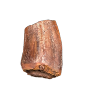 Postosuchus (Rauisuchid) Tooth, Bull Canyon Formation