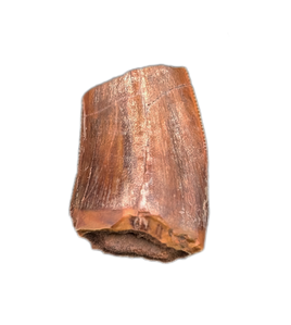 Postosuchus (Rauisuchid) Tooth, Bull Canyon Formation