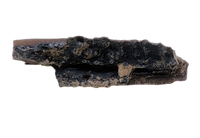 Frog Jaw Section, Hell Creek