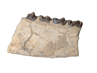 Mesohippus Jaw Section