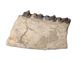 Mesohippus Jaw Section