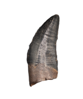 Tyrannosaur Tooth, Judith River Formation