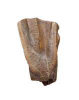 Large Iguanodont (Lurdusaurus?) Tooth