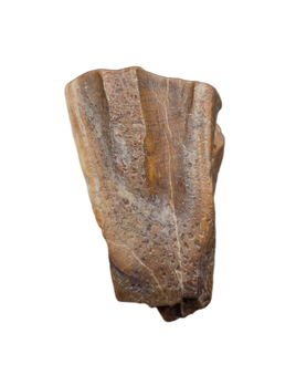 Large Iguanodont (Lurdusaurus?) Tooth