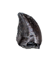 Small Theropod Dinosaur Tooth, El Mers Formation