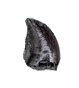 Small Theropod Dinosaur Tooth, El Mers Formation