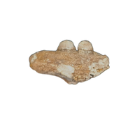 Odaxosaurus (Lizard) Jaw Section, Aguja Formation