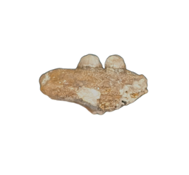 Odaxosaurus (Lizard) Jaw Section, Aguja Formation