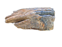 Woolly Mammoth Tooth, Europe