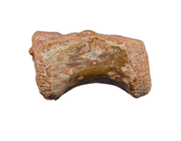 Theropod Dinosaur Tail Vertebra, Kem Kem