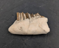 Palaeolagus (Rabbit) Jaw Section, White River Fauna