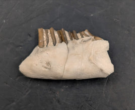 Palaeolagus (Rabbit) Jaw Section, White River Fauna